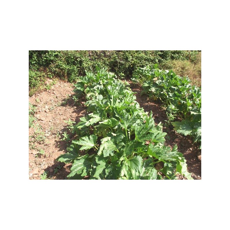 COURGETTE VERTE PETITE D'ALGER AB