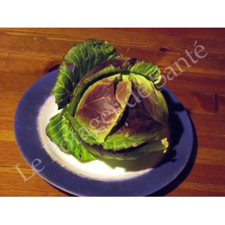 Semences de choux Cabus de Vaugirard pomme très tendre et sucrée