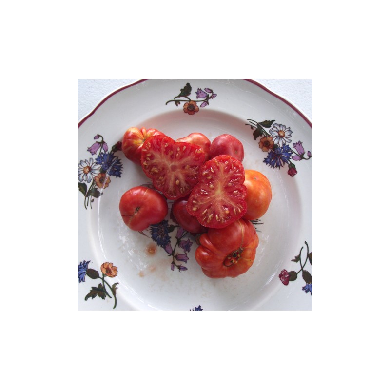 Tomate Calabache Rouge bio résistante à la sécheresse