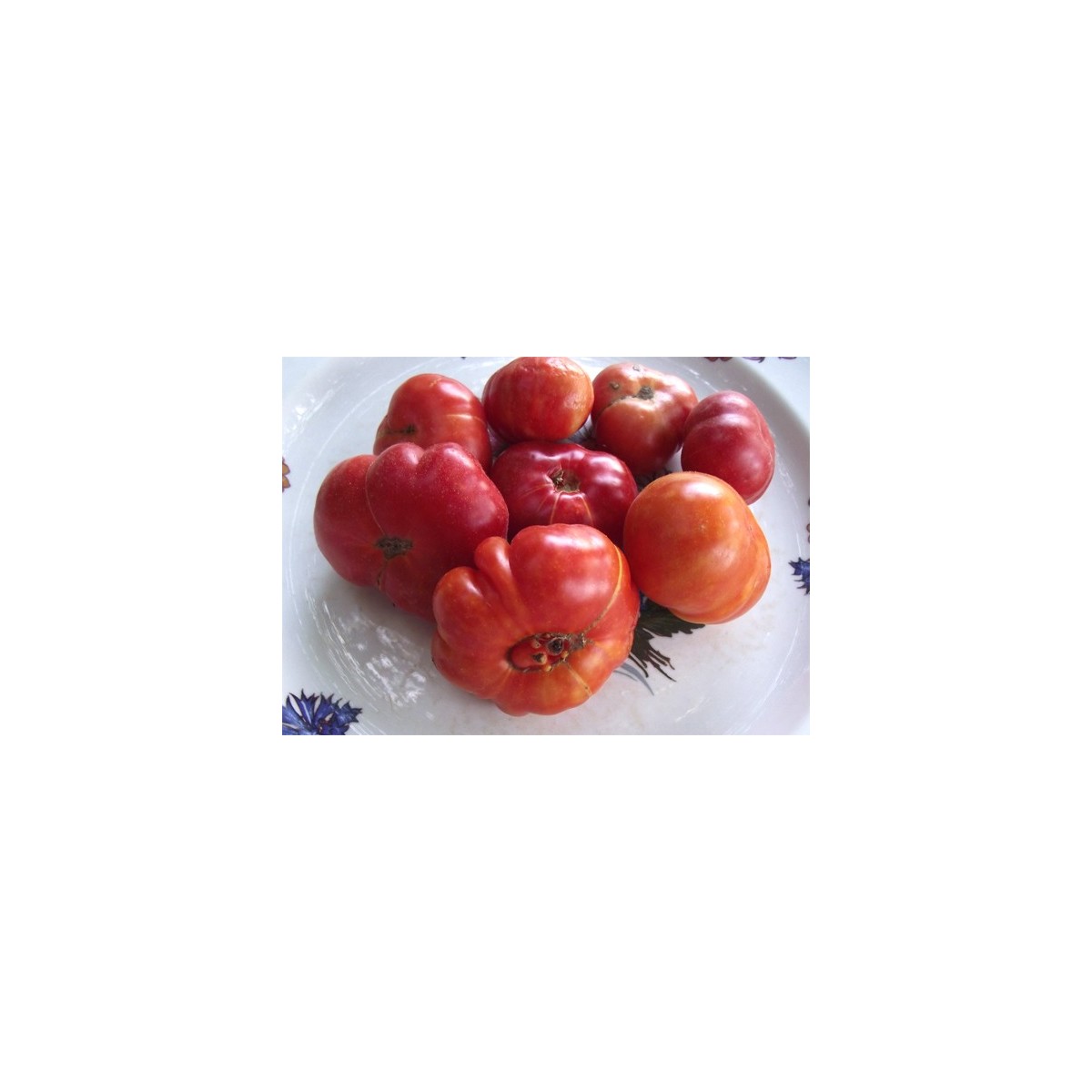 tomate calabache rouge