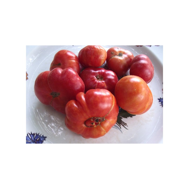 tomate calabache rouge