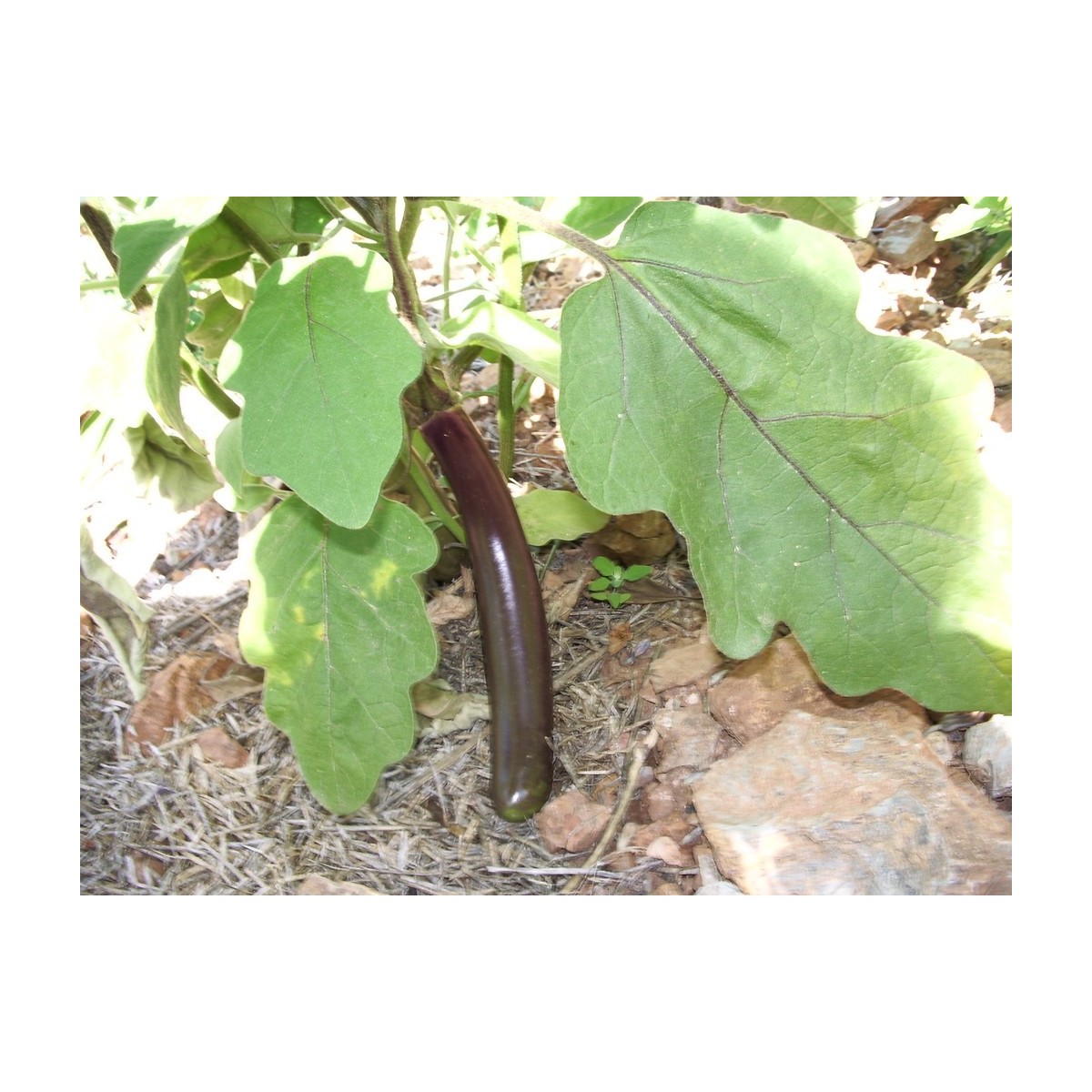 Aubergine Baguette violette pourpre Semences Pascal Poot