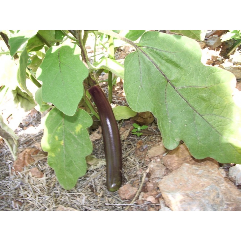 Aubergine Baguette violette pourpre Semences Pascal Poot