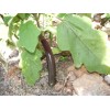 Aubergine Baguette violette pourpre Semences Pascal Poot