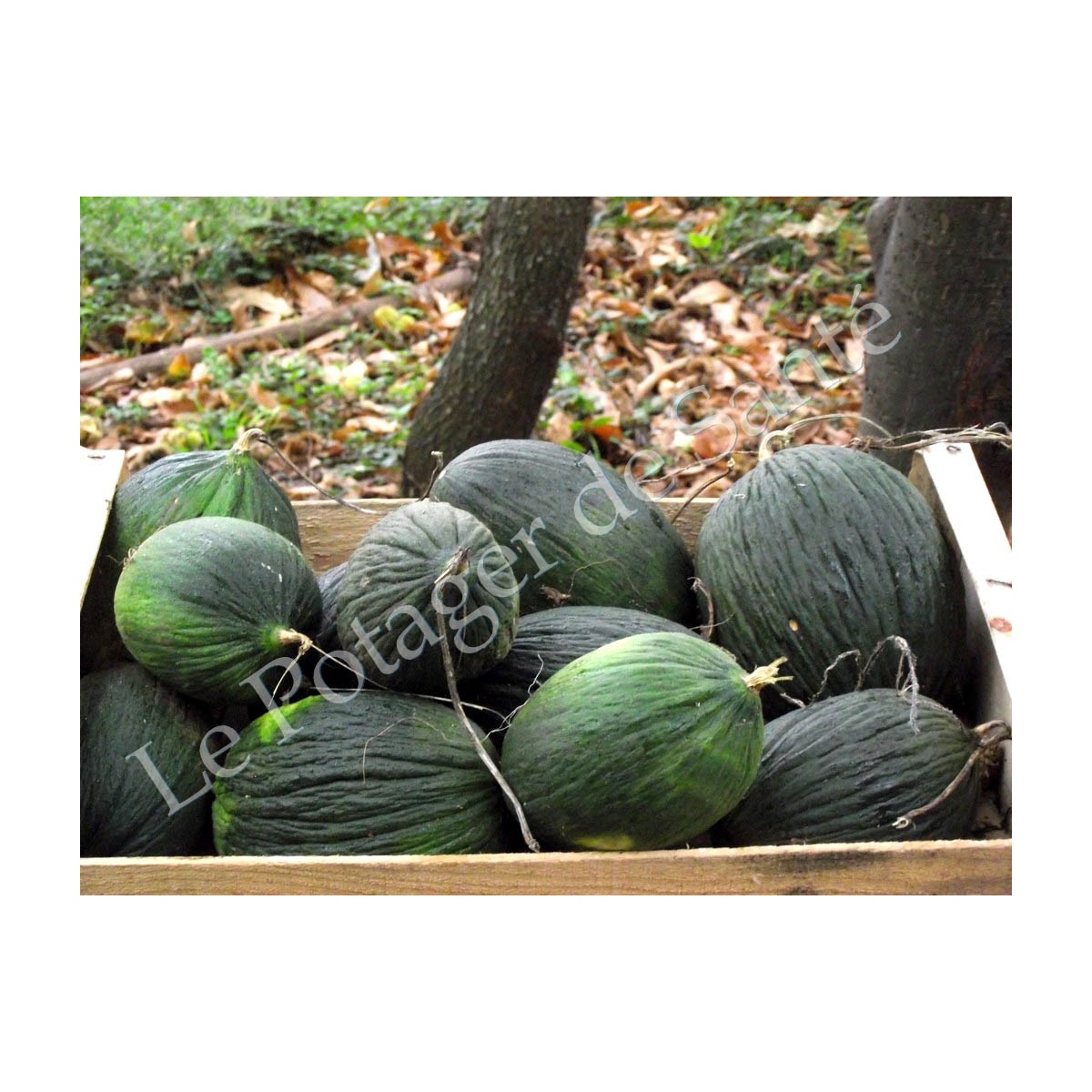 Melon d'hiver bio reproductible résistant à la sécheresse