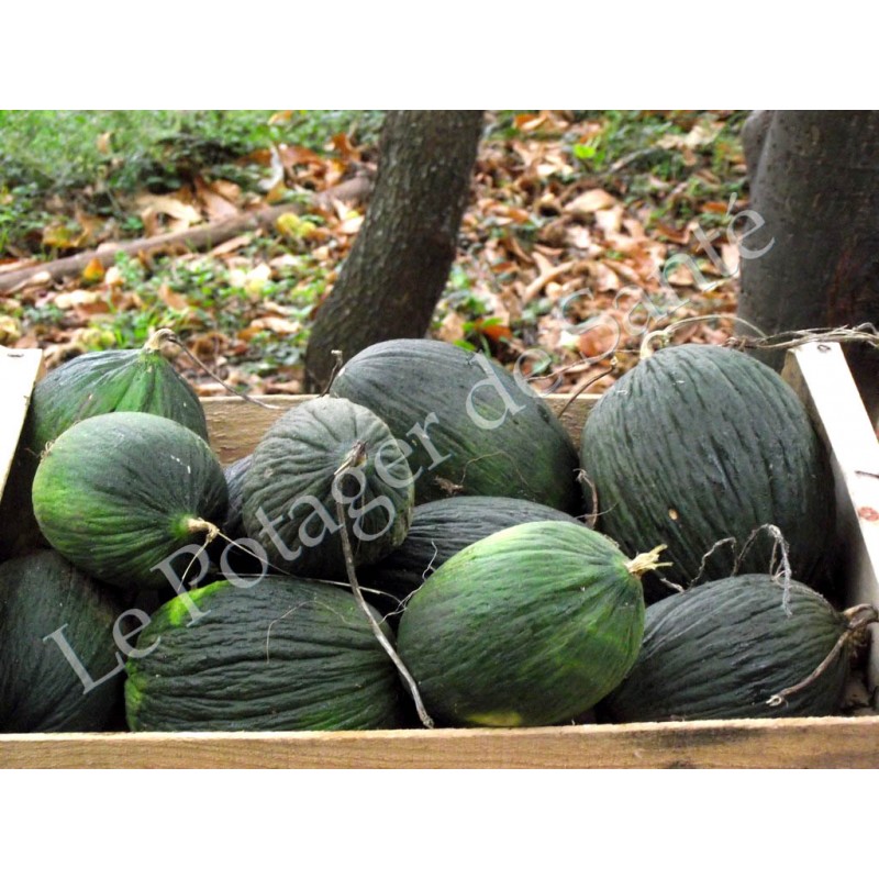 Melon d'hiver bio reproductible résistant à la sécheresse