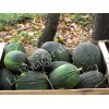 Melon d'hiver bio reproductible résistant à la sécheresse