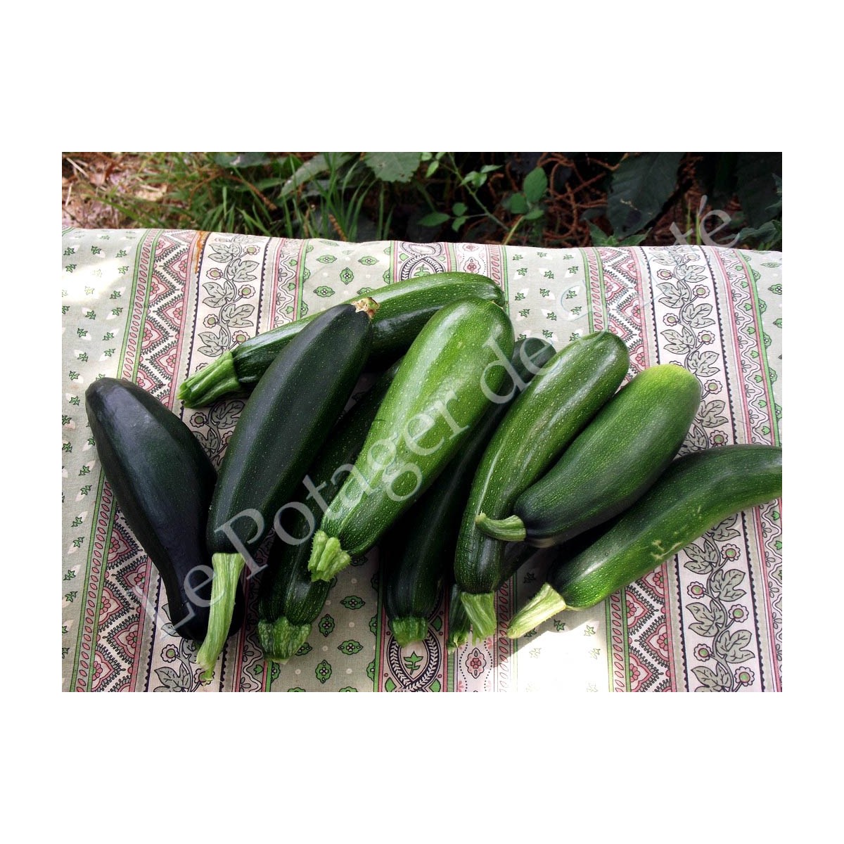 Courgette verte de Milan semences bio