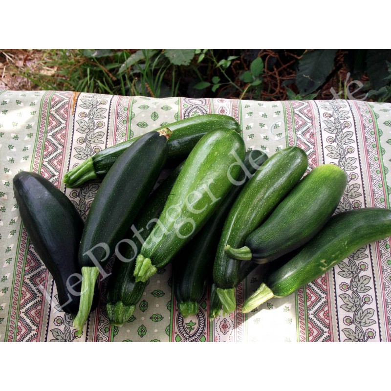 Courgette verte de Milan semences bio