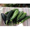 Courgette verte de Milan semences bio