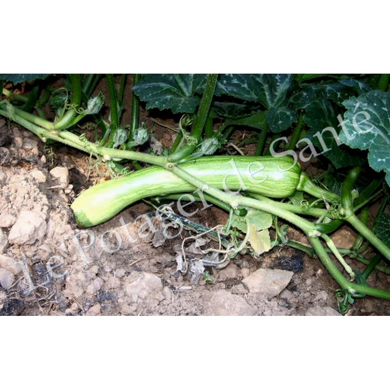 Courge musquée Longue de Nice Semences biologiques.
