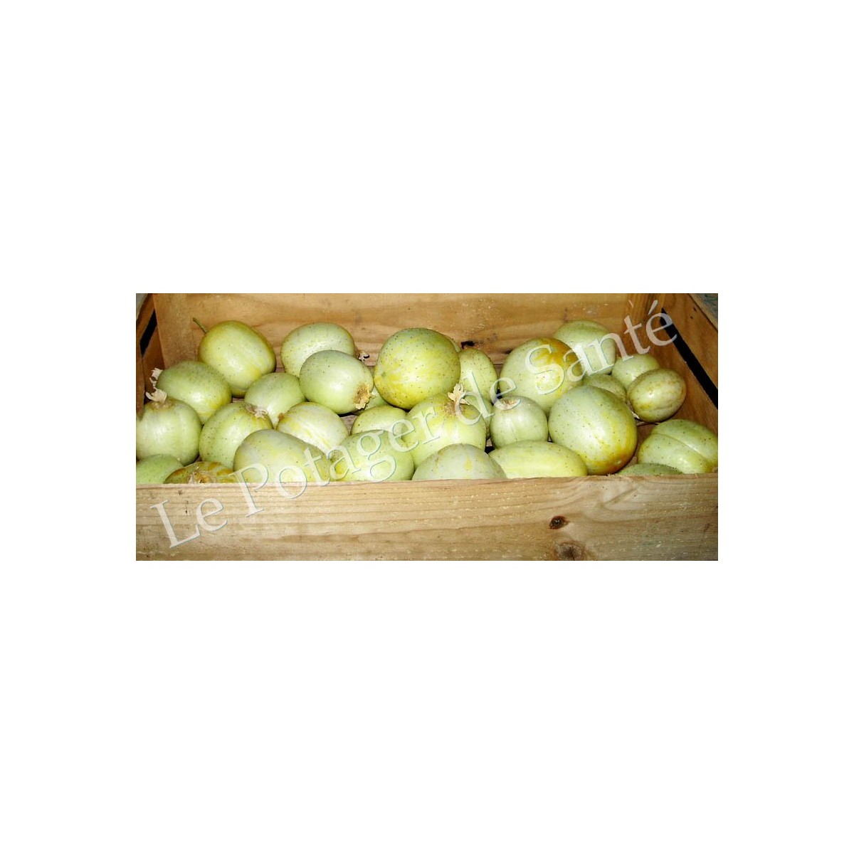 Concombre Lemon/Citron semences bio