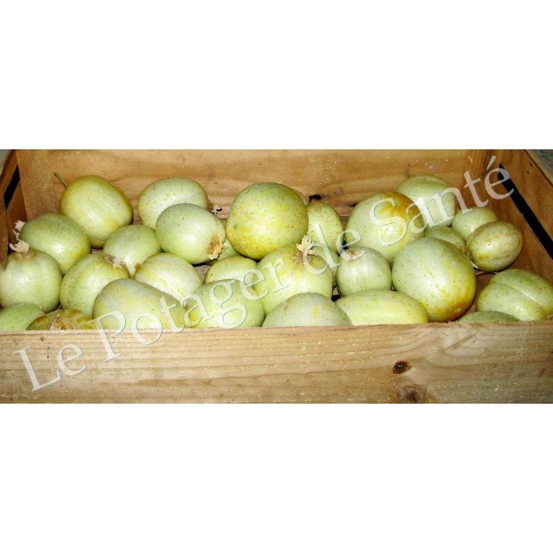 Concombre Lemon/Citron semences bio