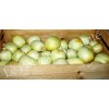 Concombre Lemon/Citron semences bio