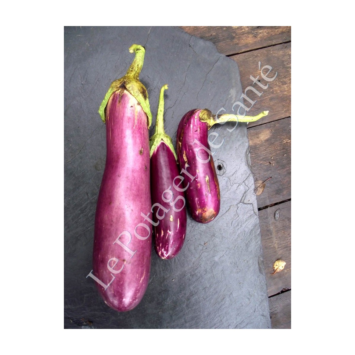 Semences d'aubergine Violette de Toulouse de Pascal Poot