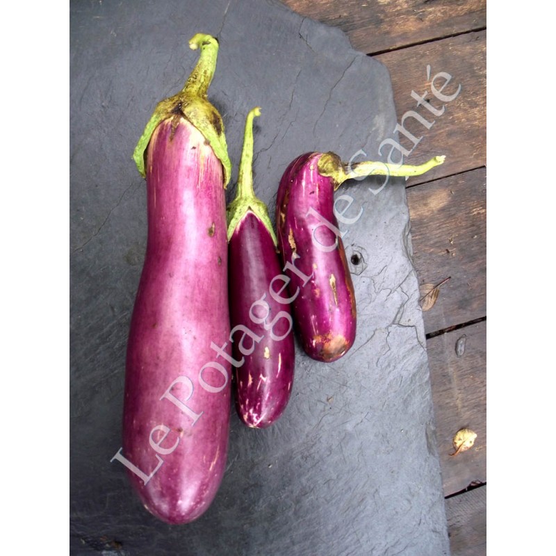 Semences d'aubergine Violette de Toulouse de Pascal Poot