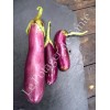 Semences d'aubergine Violette de Toulouse de Pascal Poot