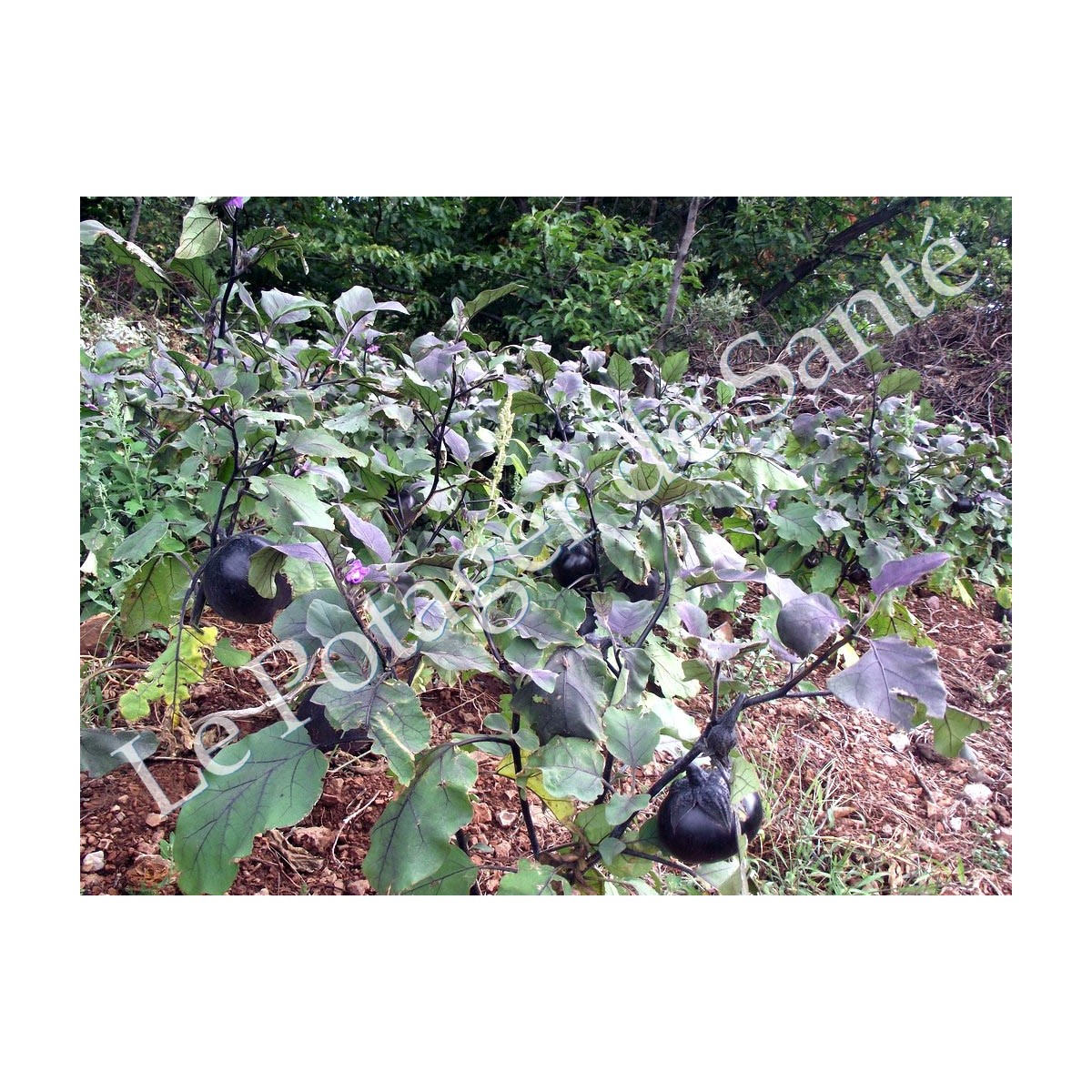 Aubergine Ronde de Valence variété ancienne productive  30 graines bio