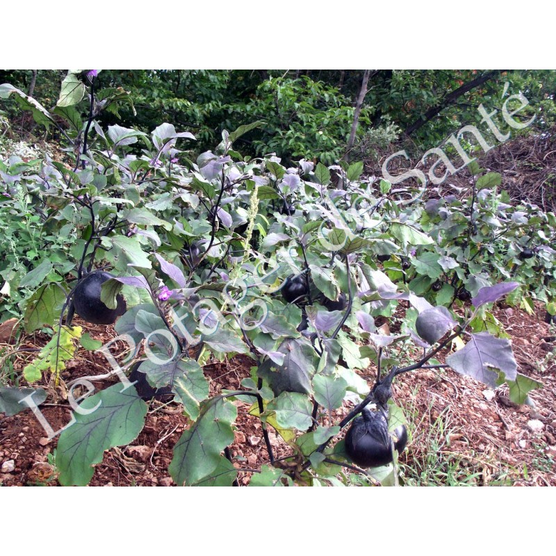 Aubergine Ronde de Valence variété ancienne productive  30 graines bio
