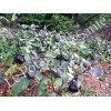 Aubergine Ronde de Valence variété ancienne productive  30 graines bio