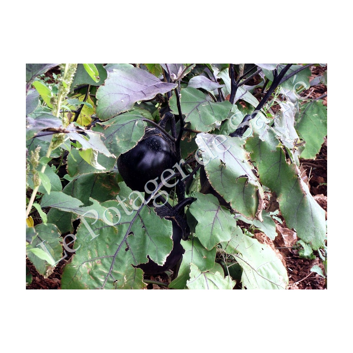 Aubergine Ronde de Valence variété ancienne productive  30 graines bio