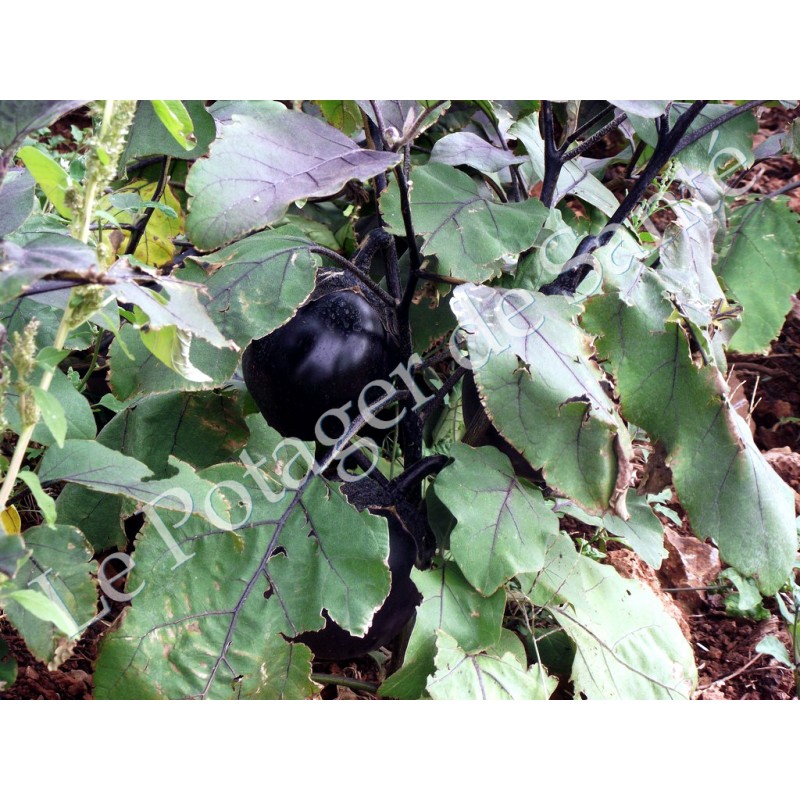 Aubergine Ronde de Valence variété ancienne productive  30 graines bio