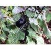 Aubergine Ronde de Valence variété ancienne productive  30 graines bio