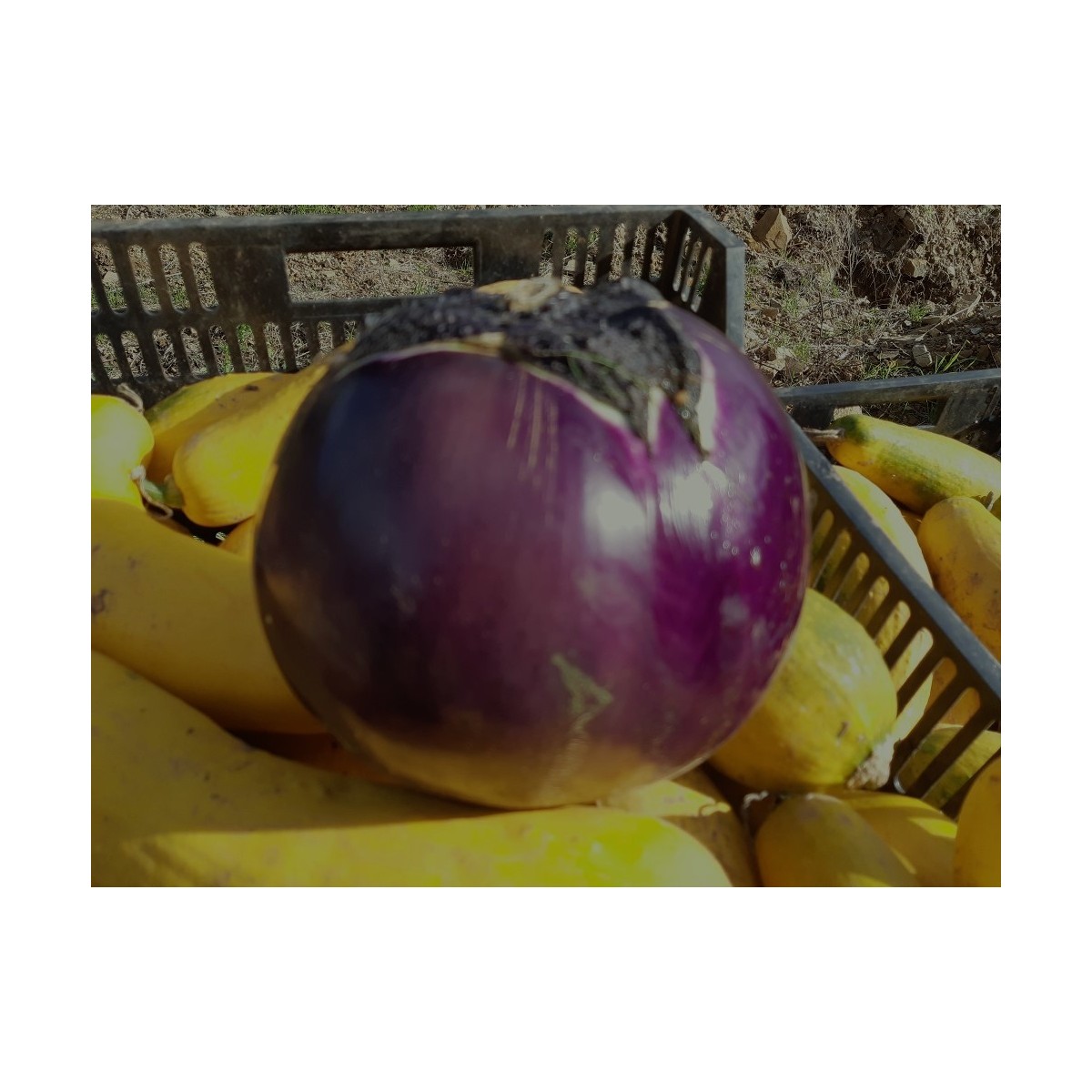 Aubergine Ronde de Valence variété ancienne productive  30 graines bio