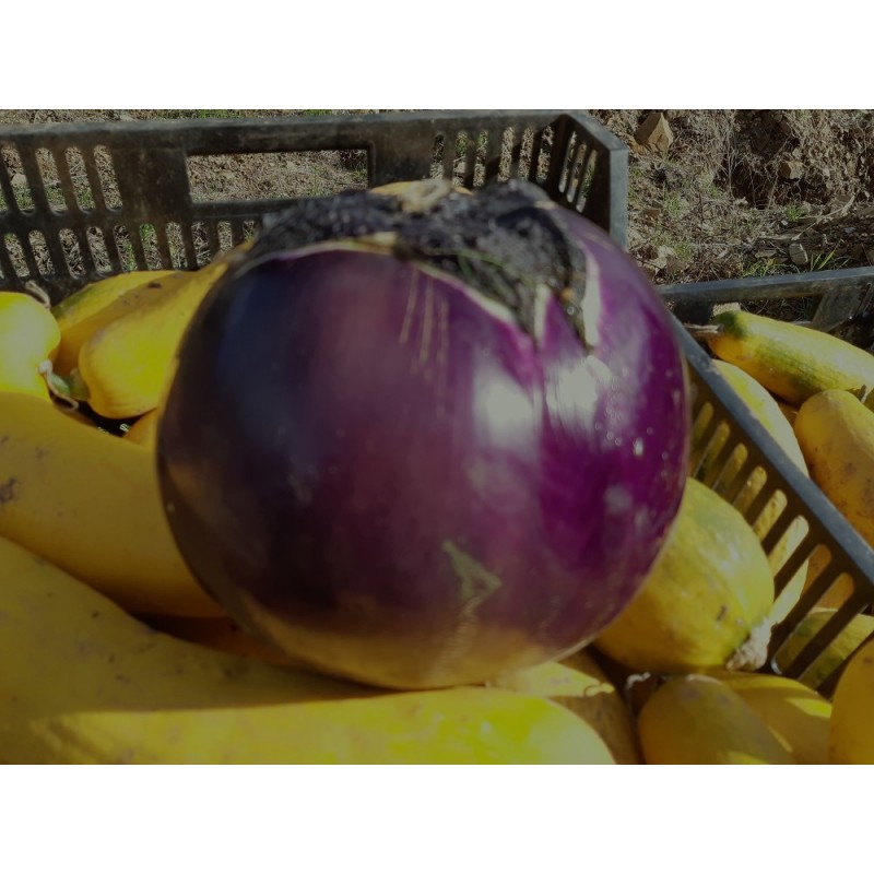 Aubergine Ronde de Valence variété ancienne productive  30 graines bio