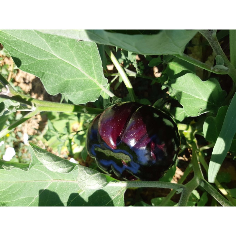 Aubergine Beauté noire black Beauty semences bio Pascal Poot