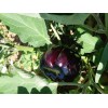 Aubergine Beauté noire black Beauty semences bio Pascal Poot