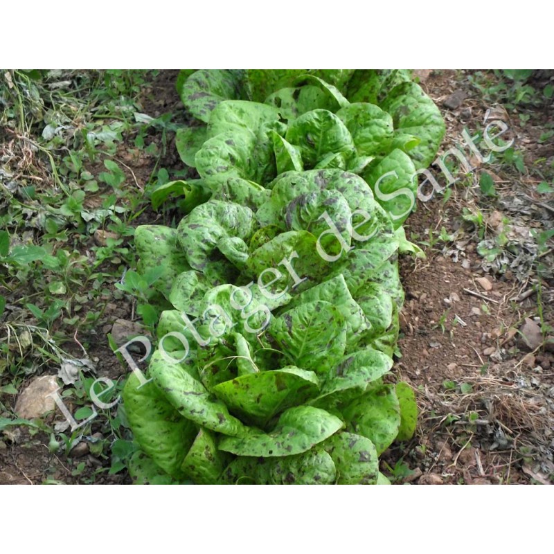 Semences de Laitue Mouchetée de Salasc cultivée autour du Lac du Salagou Pascal Poot