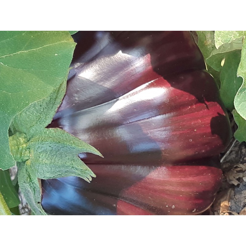 Aubergine Beauté noire black Beauty semences bio Pascal Poot
