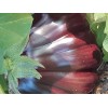 Aubergine Beauté noire black Beauty semences bio Pascal Poot