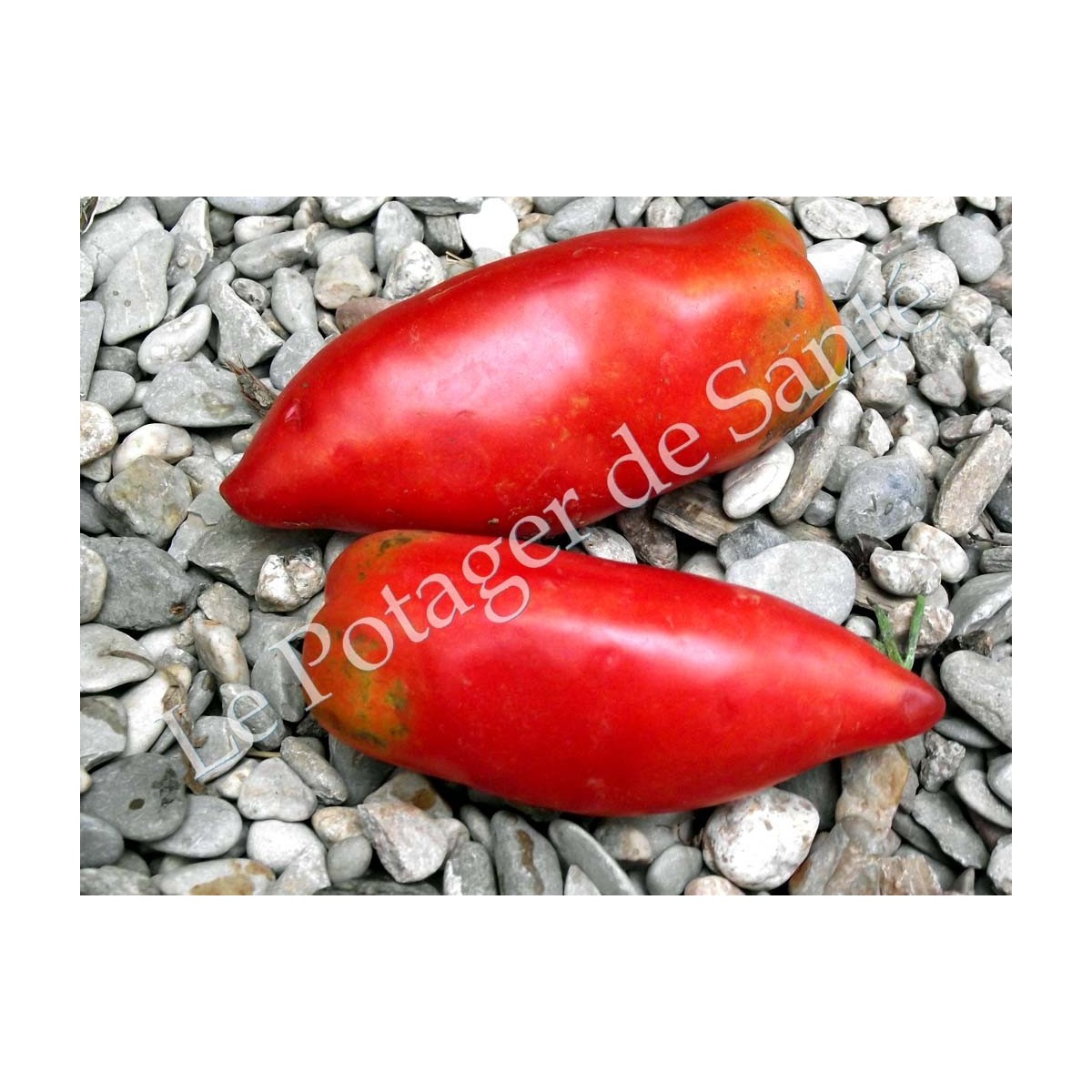 Tomate cornue des Andes
