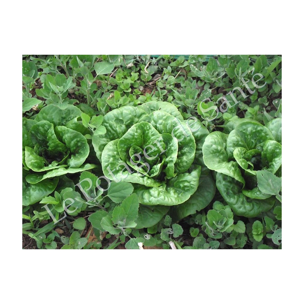 Laitue romaine Craquerelle du Midi semences biologiques Pascal Poot