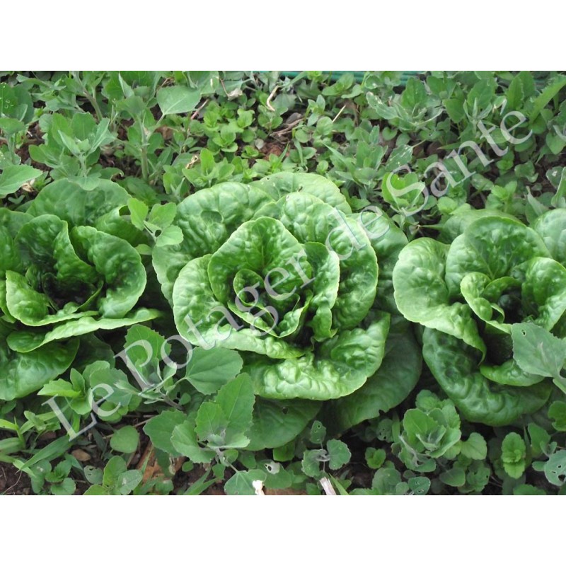 Laitue romaine Craquerelle du Midi semences biologiques Pascal Poot