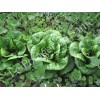 Laitue romaine Craquerelle du Midi semences biologiques Pascal Poot
