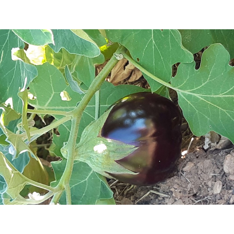 Aubergine Beauté noire black Beauty semences bio Pascal Poot