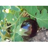 Aubergine Beauté noire black Beauty semences bio Pascal Poot