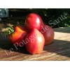 Tomate cœur de bœuf Anna Russe