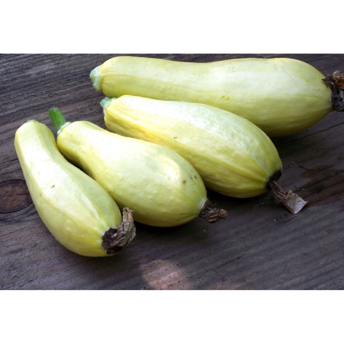 Courgette Jaune semences bio