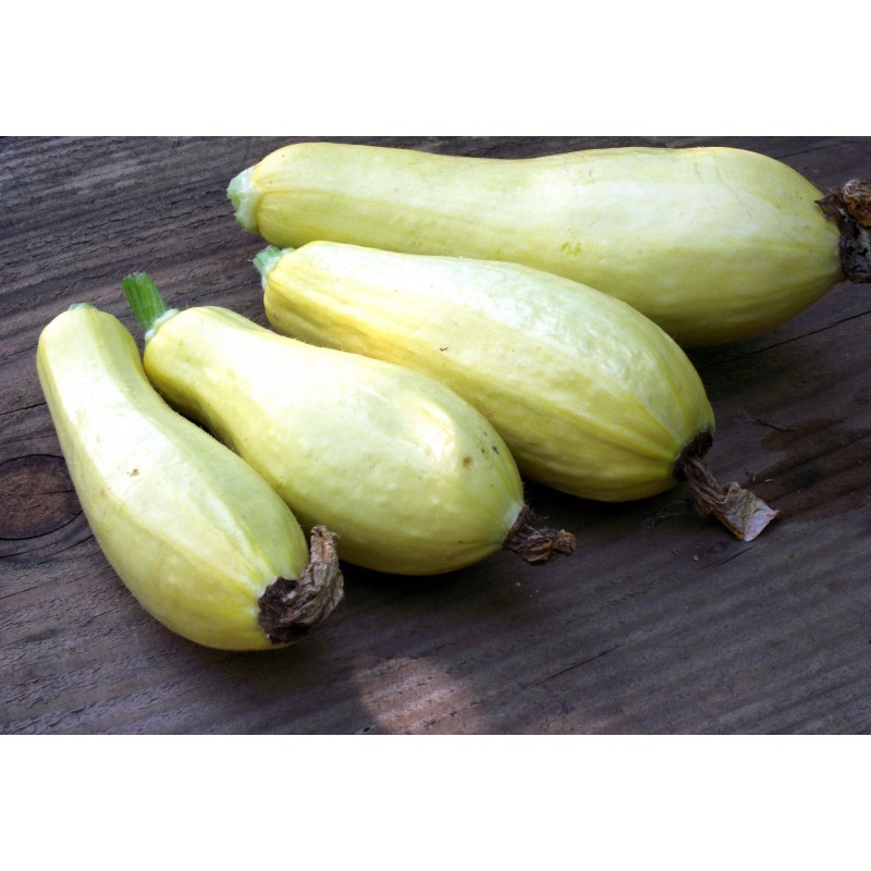 Courgette Jaune semences bio