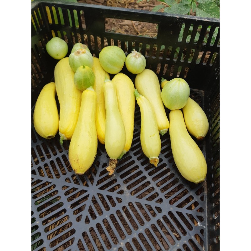 Courgette Jaune semences bio