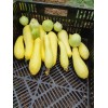 Courgette Jaune semences bio