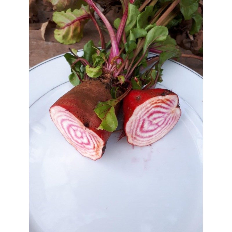 Betterave Chioggia semences biologiques