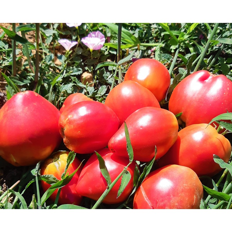 Récolte des tomates cœur de bœuf Anna Russe