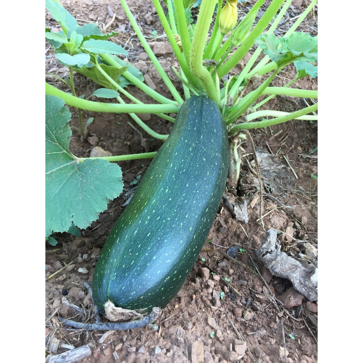 Assortiment de 18 plants de légumes (réf 07)