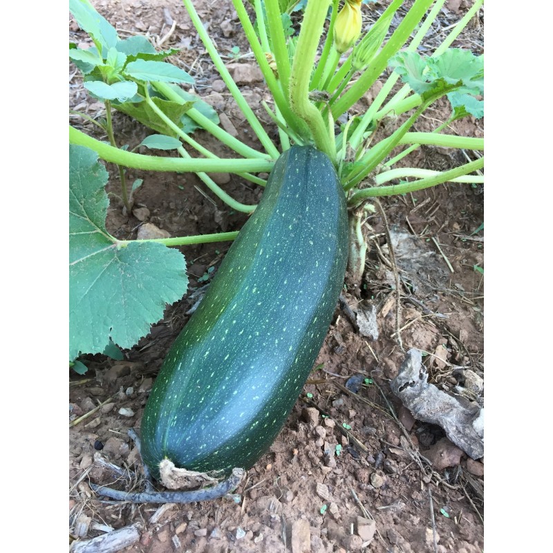Assortiment de 18 plants de légumes (réf 07)