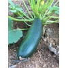 Assortiment de 18 plants de légumes (réf 07)